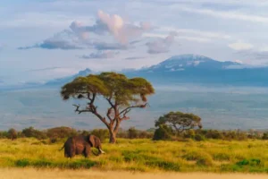 Amboseli national park