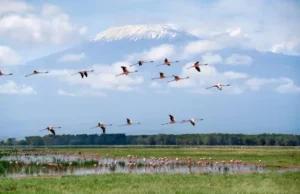 Amboseli national park