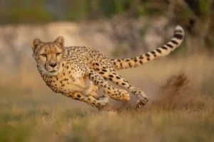 Amboseli national park